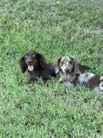 Whiskey, a male Miniature Dachshund for sale in Franklin, TX – 5 of 6