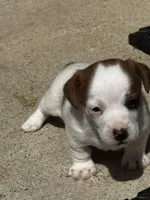 Bentley, a male Jack Russell Terrier for sale in Franklin, TX – Photo 1 of 5