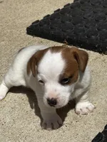 Bentley, a male Jack Russell Terrier for sale in Franklin, TX – Photo 3 of 5