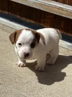 Bentley, a male Jack Russell Terrier for sale in Franklin, TX – Photo 2 of 5