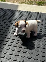 Bentley, a male Jack Russell Terrier for sale in Franklin, TX – Photo 5 of 5