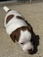 Bentley, a male Jack Russell Terrier for sale in Franklin, TX – Photo 4 of 5