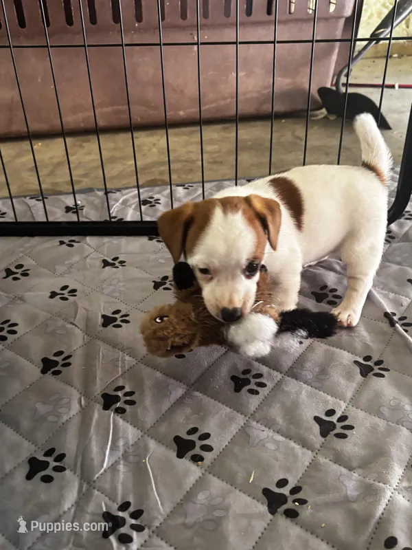 Bentley – Jack Russell Terrier puppy for sale in Franklin, TX