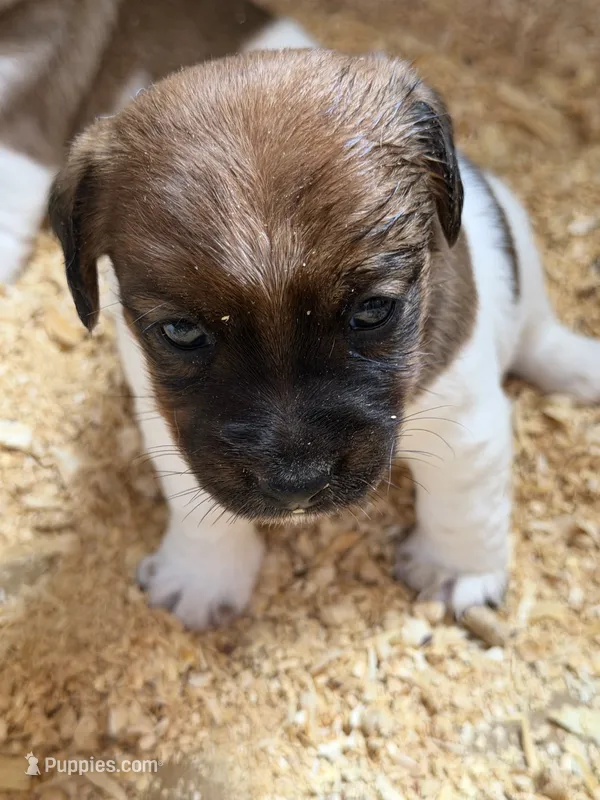 Lexie – Jack Russell Terrier puppy for sale in Franklin, TX