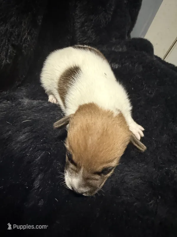 Rebel – Jack Russell Terrier puppy for sale in Franklin, TX