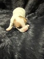 Nugget, a male Jack Russell Terrier for sale in Franklin, TX – 3 of 4