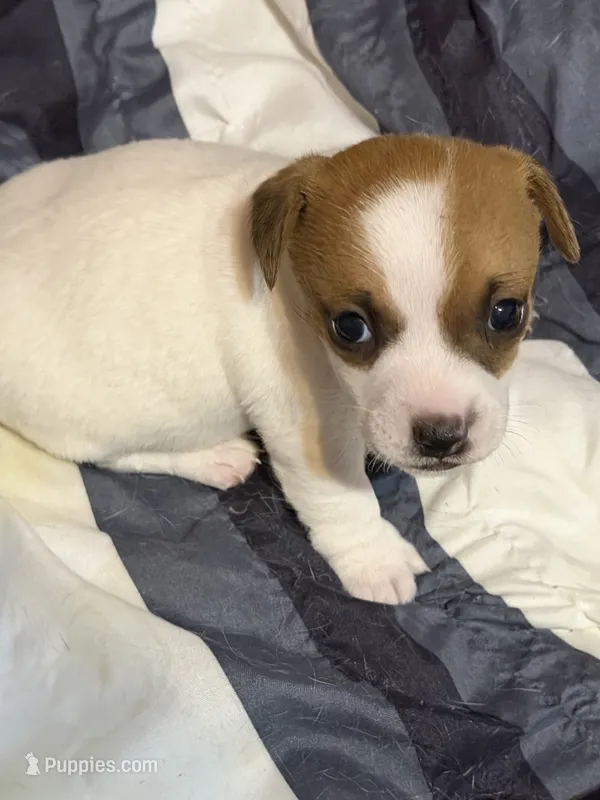 Cowboy – Jack Russell Terrier puppy for sale in Franklin, TX