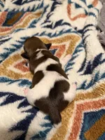 Lily, a female Jack Russell Terrier for sale in Franklin, TX – 2 of 3