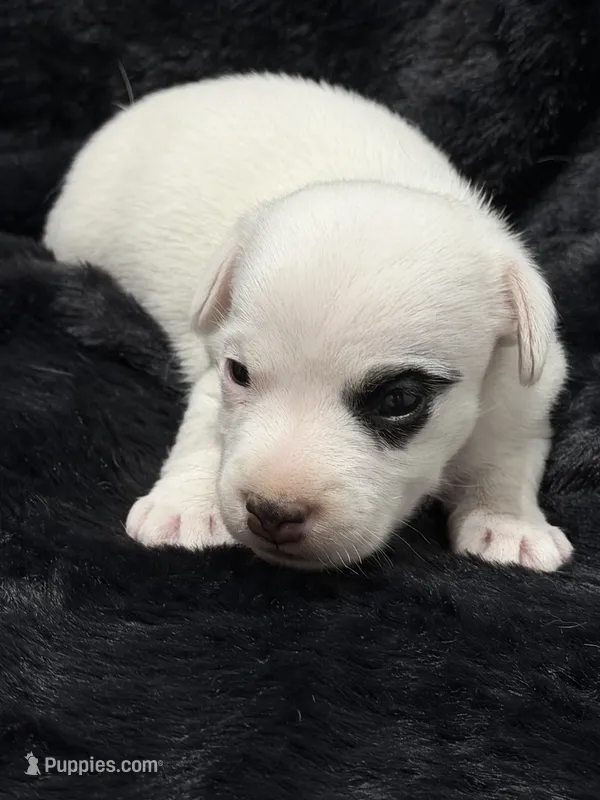 Popcorn – Jack Russell Terrier puppy for sale in Franklin, TX