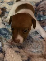 Sully, a male Jack Russell Terrier for sale in Franklin, TX – 7 of 9