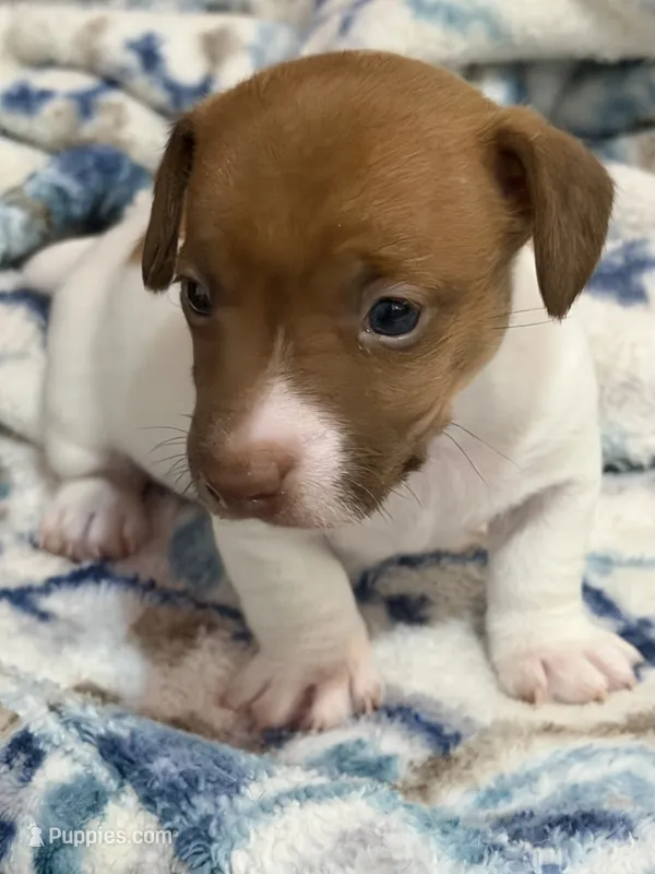Sully – Jack Russell Terrier puppy for sale in Franklin, TX