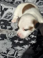 Sybil, a female Jack Russell Terrier for sale in Franklin, TX – Photo 4 of 6