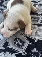 Sybil, a female Jack Russell Terrier for sale in Franklin, TX – Photo 3 of 6