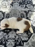 Sybil, a female Jack Russell Terrier for sale in Franklin, TX – Photo 5 of 6