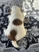 Sybil, a female Jack Russell Terrier for sale in Franklin, TX – Photo 6 of 6