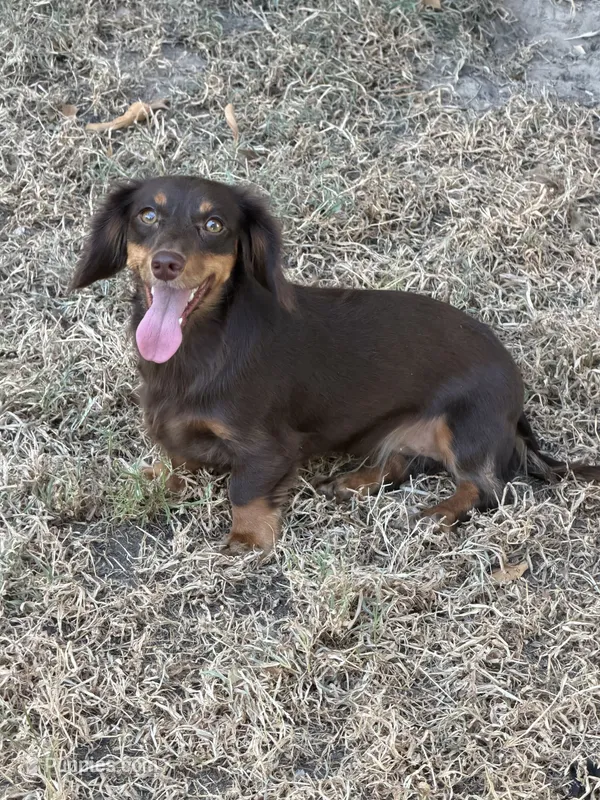 Latte – Miniature Dachshund puppy for sale in Franklin, TX