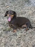Latte, a female Miniature Dachshund for sale in Franklin, TX – 1 of 2