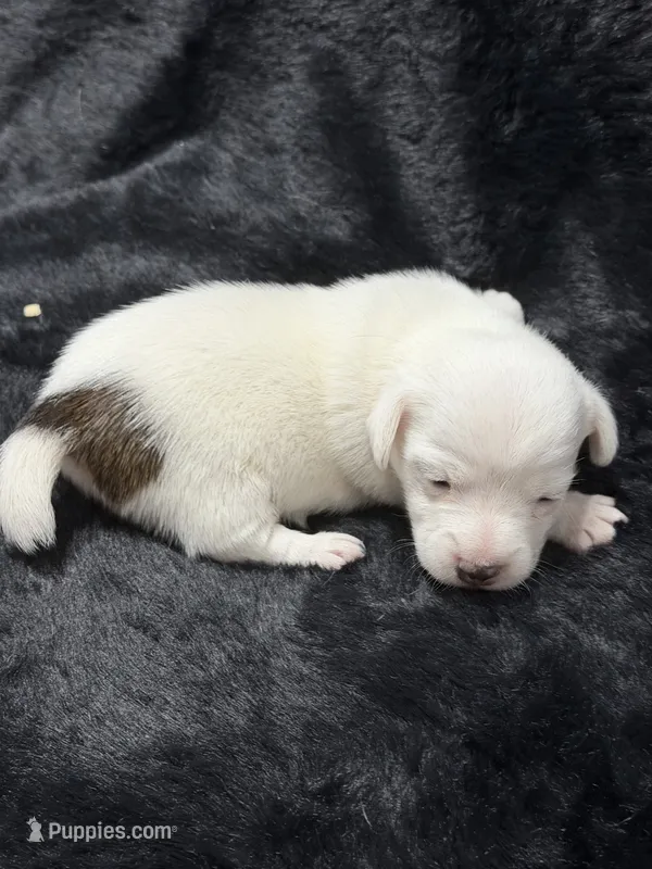 Bingo – Jack Russell Terrier puppy for sale in Franklin, TX