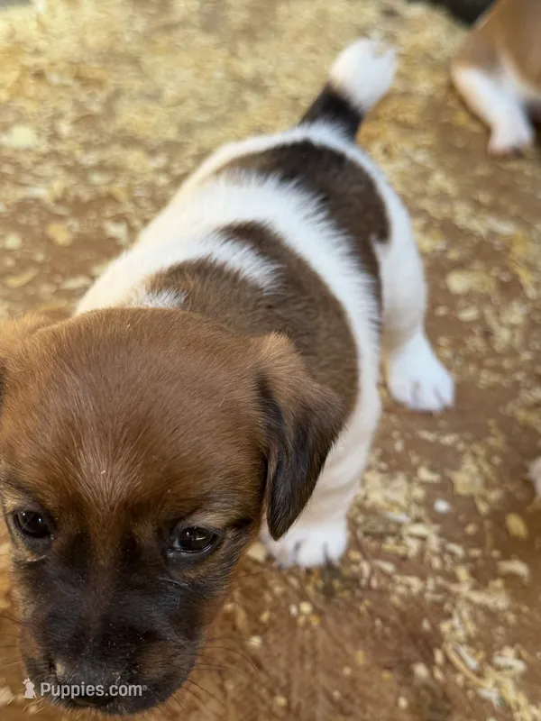 Lexie – Jack Russell Terrier puppy for sale in Franklin, TX