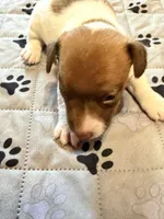 Sully, a male Jack Russell Terrier for sale in Franklin, TX – 4 of 9