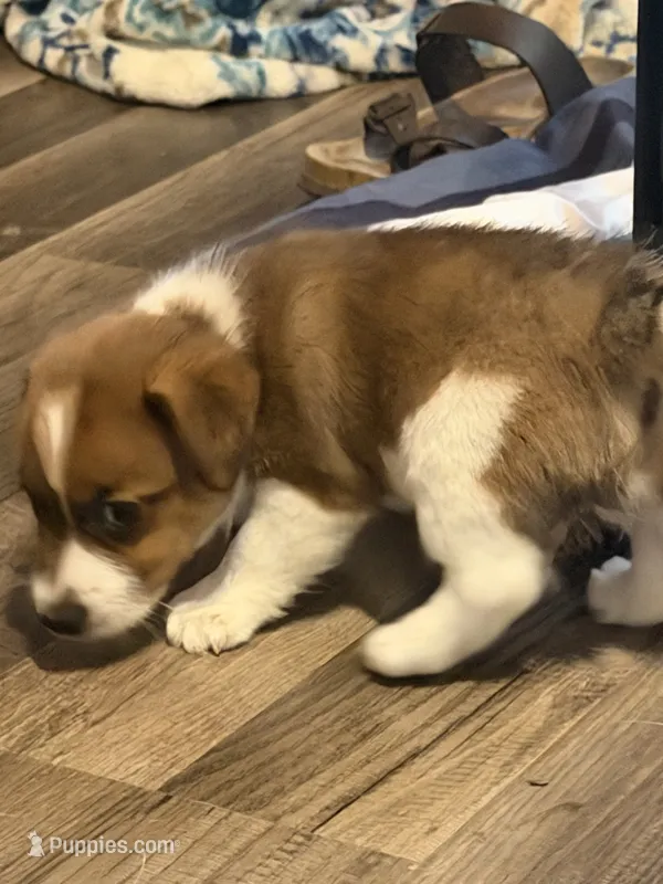 Cojo – Jack Russell Terrier, Pembroke Welsh Corgi puppy for sale in Franklin, TX