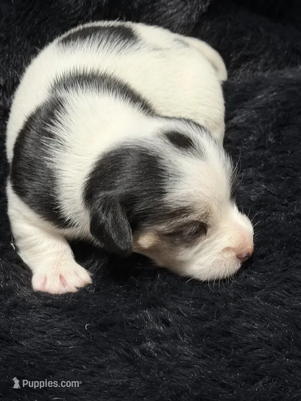 Jolene – Jack Russell Terrier puppy for sale in Franklin, TX