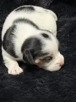 Jolene, a female Jack Russell Terrier for sale in Franklin, TX – 1 of 7