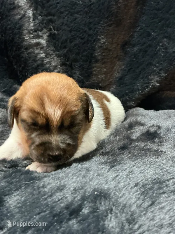 Lexie – Jack Russell Terrier puppy for sale in Franklin, TX