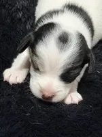 Jolene, a female Jack Russell Terrier for sale in Franklin, TX – 3 of 7