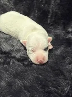 Popcorn, a male Jack Russell Terrier for sale in Franklin, TX – 2 of 3
