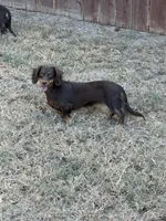 Latte, a female Miniature Dachshund for sale in Franklin, TX – 2 of 2