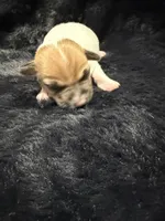 Milo, a male Jack Russell Terrier for sale in Franklin, TX – 2 of 4