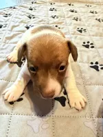 Sully, a male Jack Russell Terrier for sale in Franklin, TX – 6 of 9