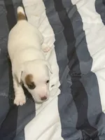 Prissy, a female Jack Russell Terrier for sale in Franklin, TX – 2 of 4