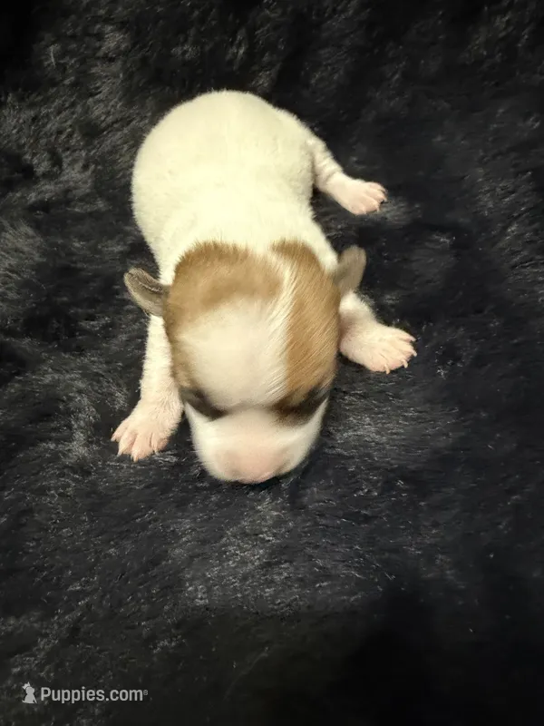 Cowboy – Jack Russell Terrier puppy for sale in Franklin, TX