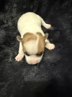 Cowboy, a male Jack Russell Terrier for sale in Franklin, TX – 1 of 3