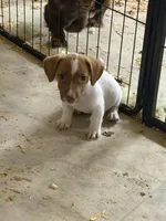 Ruby , a female Jack Russell Terrier for sale in Franklin, TX – 2 of 2