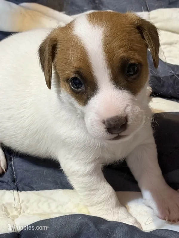 Nugget – Jack Russell Terrier puppy for sale in Franklin, TX