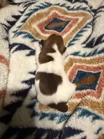Lexie, a female Jack Russell Terrier for sale in Franklin, TX – 2 of 3