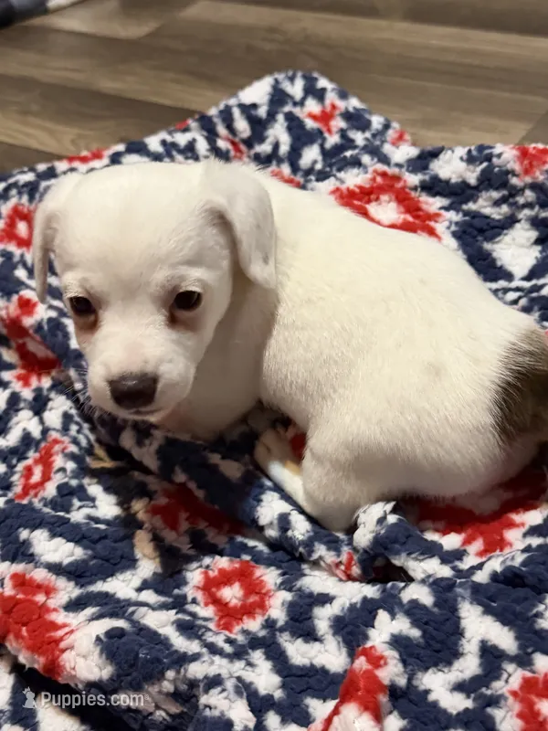 Bingo – Jack Russell Terrier puppy for sale in Franklin, TX