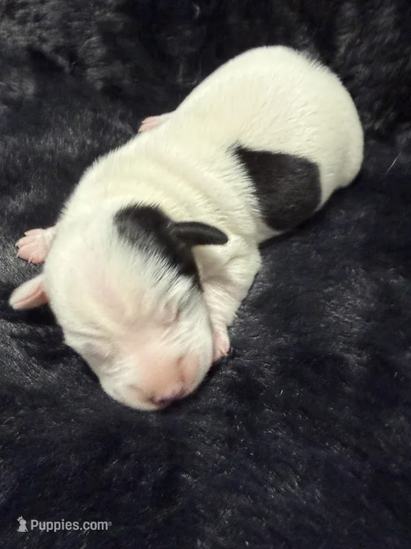 Oreo – Jack Russell Terrier puppy on hold in Franklin, TX