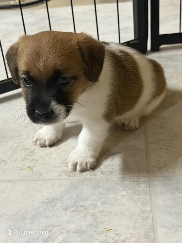 Payton – Jack Russell Terrier puppy for sale in Franklin, TX