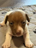 Sully, a male Jack Russell Terrier for sale in Franklin, TX – 1 of 9