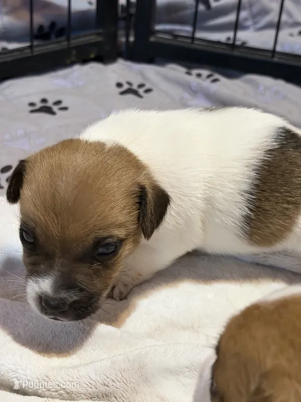 Milo – Jack Russell Terrier puppy for sale in Franklin, TX