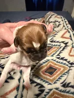 Lexie, a female Jack Russell Terrier for sale in Franklin, TX – 3 of 3
