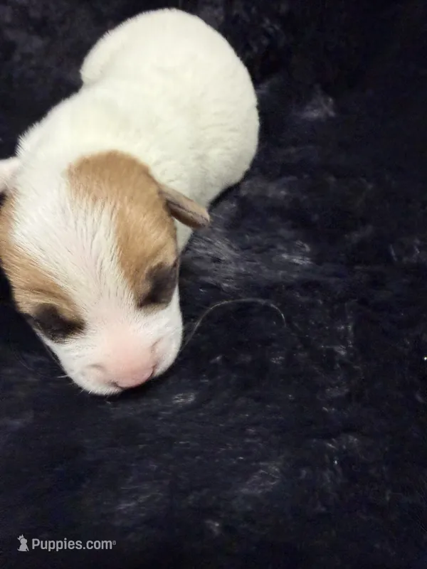 Nugget – Jack Russell Terrier puppy for sale in Franklin, TX