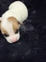 Nugget, a male Jack Russell Terrier for sale in Franklin, TX – 1 of 4