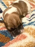 Aspen, a female Jack Russell Terrier for sale in Franklin, TX – 3 of 3