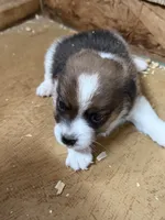 Cojo, a male Jack Russell Terrier and Pembroke Welsh Corgi for sale in Franklin, TX – 3 of 3