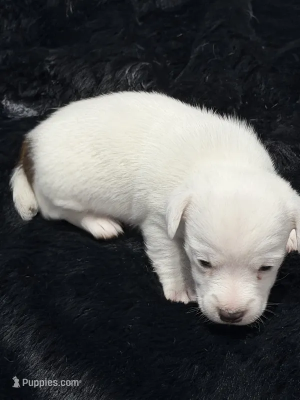 Bingo – Jack Russell Terrier puppy for sale in Franklin, TX